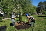 Некоторые деревья могут быть опасны