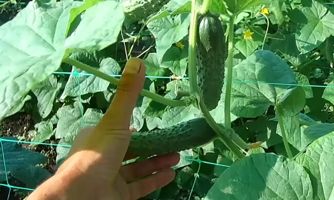 Не забудьте это сделать: что нужно разбросать по грядкам, чтобы огурцы выросли сладкими и хрустящими