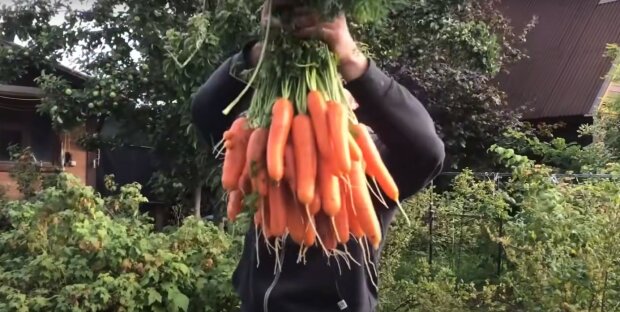Урожай моркви: скрін з відео