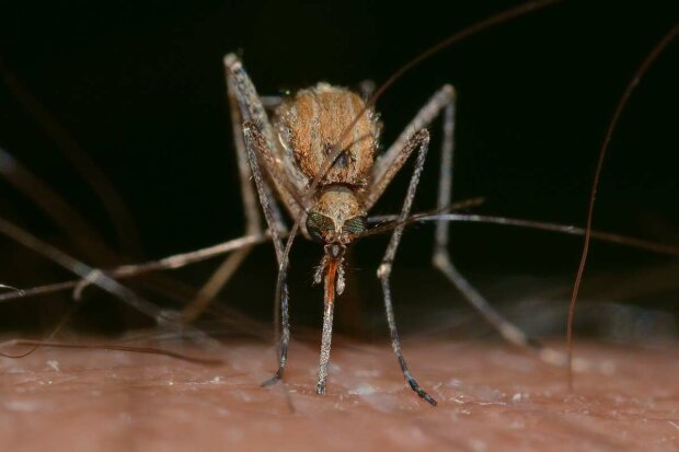 Комарі, фото: скріншот