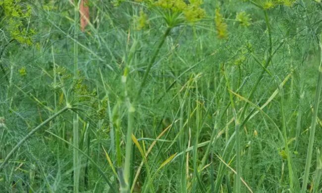 Кріп, фото з вільних джерел