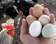 Даже в селе об этом не все знают: что нужно делать, если куры начали есть свои же яйца