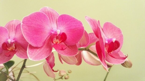 Орхидея будет цвести круглый год: какие хитрости нужно знать, чтобы цветок вас радовал