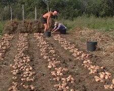 Ось чому картопля виростає дрібною: у жодному разі не удобрюйте цими засобами