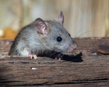 Поможет обычная тряпка: как отпугнуть мышей с огорода на даче или в селе. Простой трюк