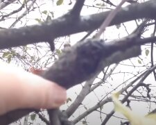 Обрезка деревьев: скрин с видео