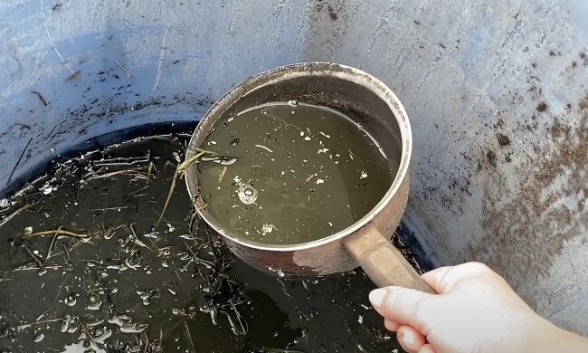 Такого врожаю великого та солодкого перцю у вас ще не було: старовинний секрет червневого підживлення