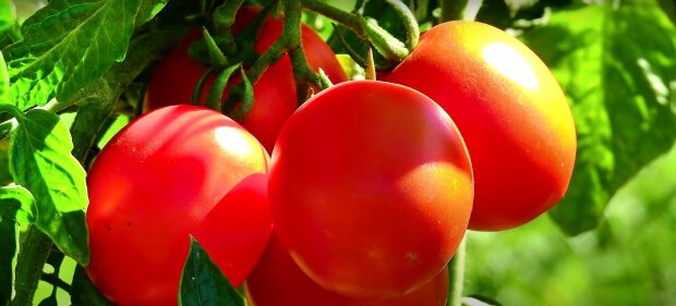 Вы будете собирать их ведрами уже на третий месяц: назван самый скороспелый сорт помидоров