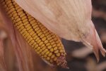 Урожай кукурузы: скрин с видео