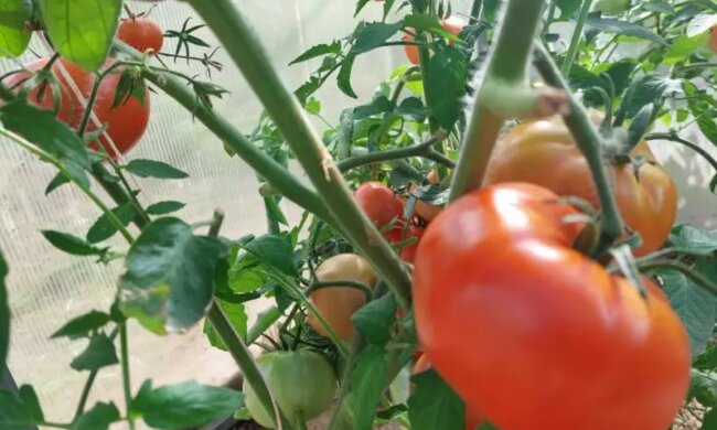 Помидоры, огород, кадр из видео