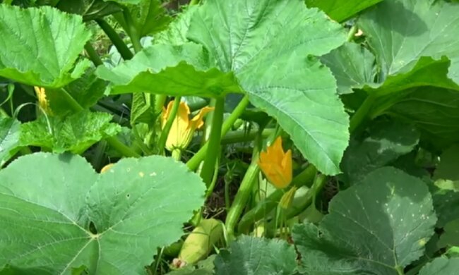 Правила вирощування кабачків