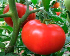 З одного куща можна буде зібрати 10 кг помідорів: як приготувати правильне підживлення