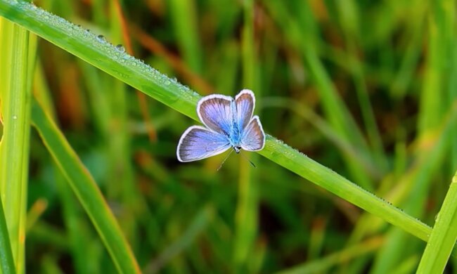 Природа. Фото: YouTube