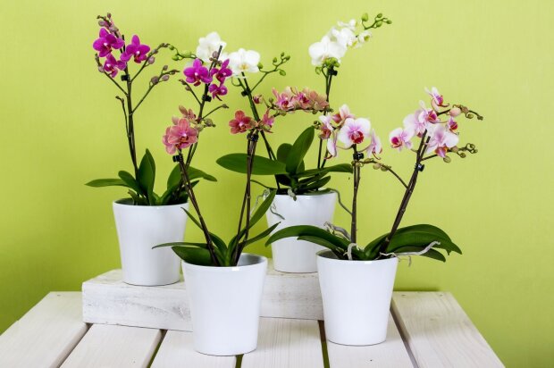 Що потрібно зробити, якщо орхідея довго не цвіте: прості хитрощі