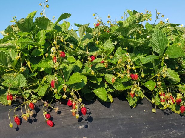 Земляника, изображение из свободных источников