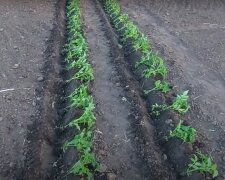 Як правильно посадити помідори, щоб у наступному році вони були розміром із великий кулак