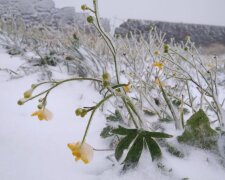 В Карпатах выпал снег, фото: youtube.com