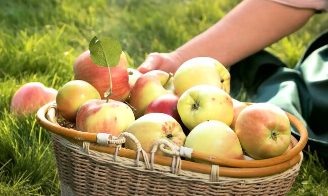 Яблоки сгниют за несколько дней: что ни в коем случае не должно лежать с ними рядом