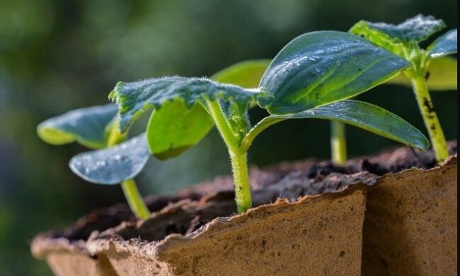 Секрет досвідчених садівників: якою водою потрібно поливати розсаду, щоб зростала набагато швидше
