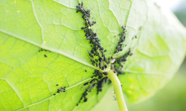 Тля, изображение из свободных источников