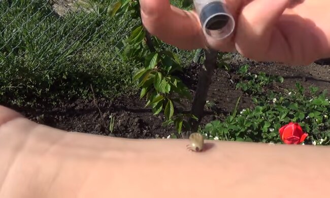 Украинцев предупредили о клещах-невидимках. Нападений все больше