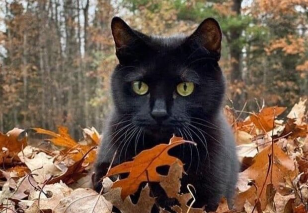 Гороскоп, осень, изображение: Pinterest