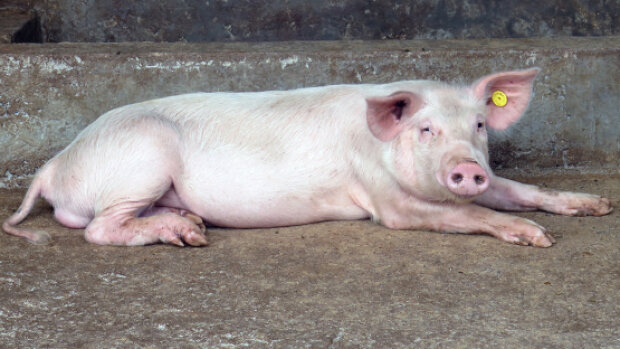 Опасная болезнь свиней под Киевом: пришлось вводить карантин. Что известно