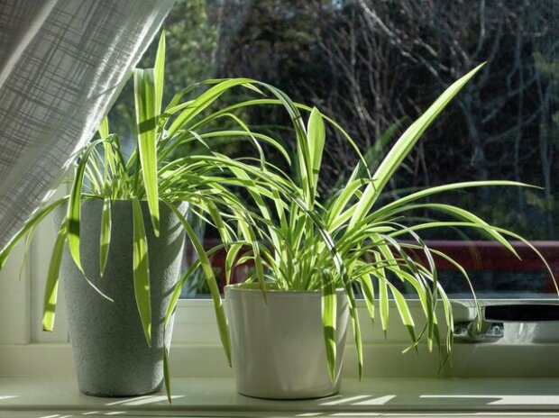 Не кожен про це знає: названа рослина, яка очищає повітря у квартирі