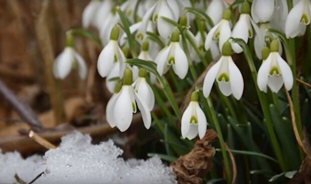 Весна. Фото: скріншот YouTube-відео