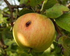 Яблоня, кадр из видео