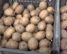 Картошка: скрин с видео
