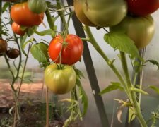 Выращиваем крупные помидоры