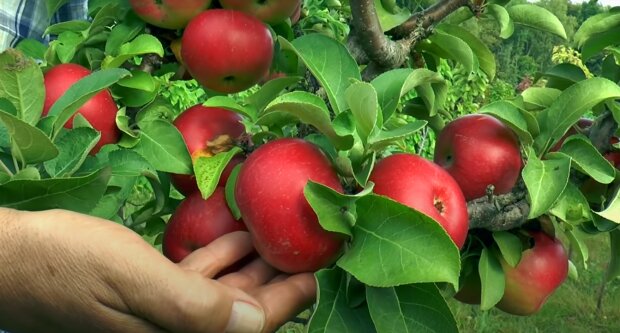 Урожай яблук: скрін з відео