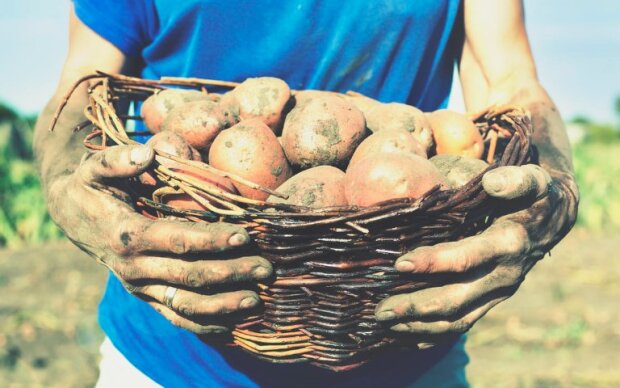 Размером с два кулака: как нужно сажать картошку, чтобы плоды были очень крупными. Старинный секрет