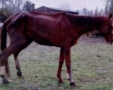 И как его назвать? Украинский фермер оставил без еды и без присмотра 28 лошадей и сбежал в Россию