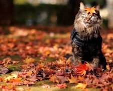 Осень. Фото: YouTube