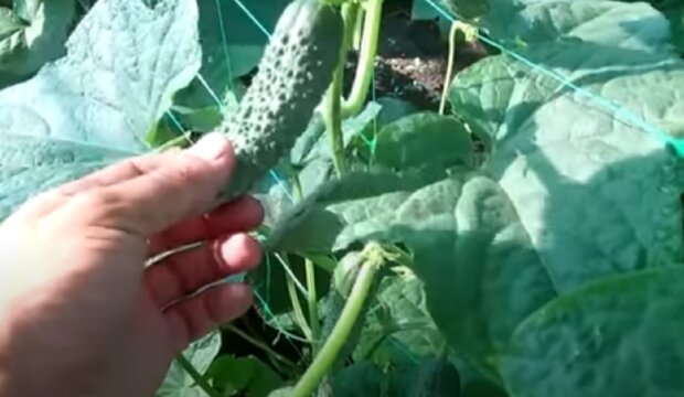 Правила вирощування хрустких огірків