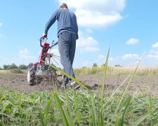 Земля будет в два раза плодородней: что нужно сделать на огороде сразу после уборки урожая