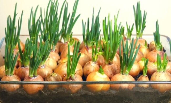 Используйте эту хитрость в следующем сезоне: для чего опытные огородники прижимают зеленый лук к грядкам