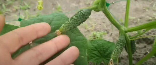 Урожай огурцов: скрин с видео