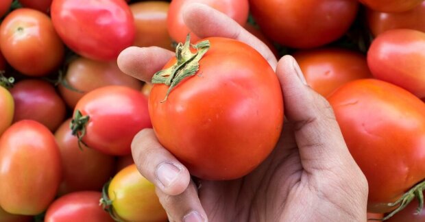 Адже все дуже просто: названо добриво, завдяки якому помідори виростуть м'ясистими та великими.