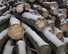 Некоторым будут привозить домой: украинцам рассказали о выдаче бесплатных дров для отопления домов