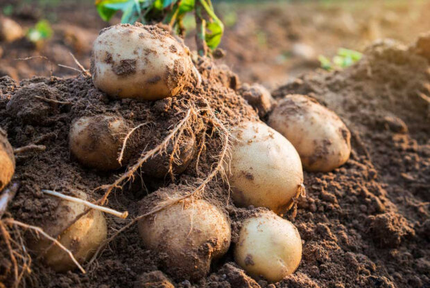 Картопля виросте дуже великою і без дірочок: як її правильно підготувати до посадки і коли висаджувати