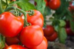 Щедрий урожай помідор, фото: youtube.com
