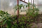 Огород, теплица, изображение из свободных источников