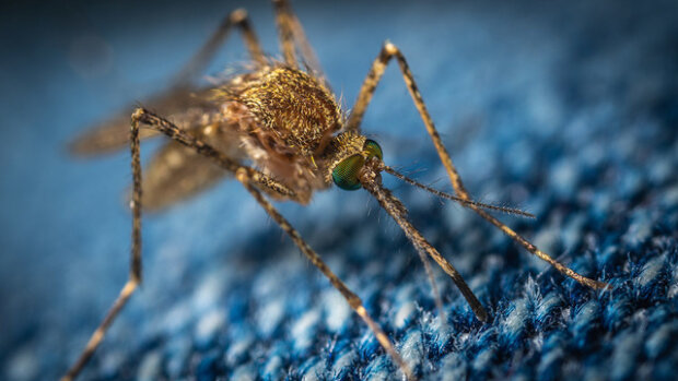 Настирливі комарі, фото: youtube.com