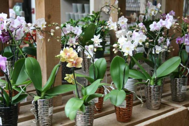 Орхідея пишно цвістиме: що не люблять ці квітки. Помилки, які багато хто повторює