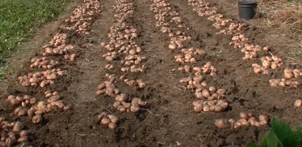 Урожай картошки: скрин с видео