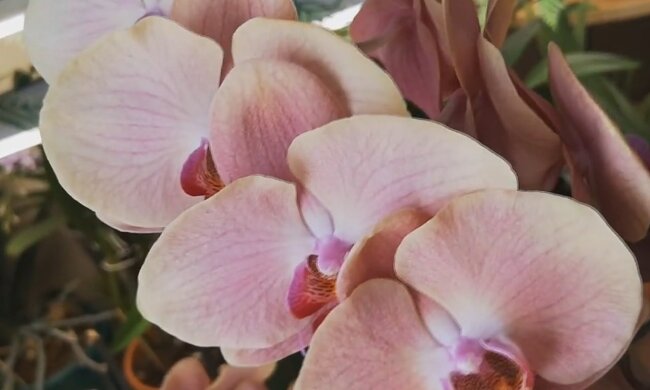 Орхидея, фото: youtube.com