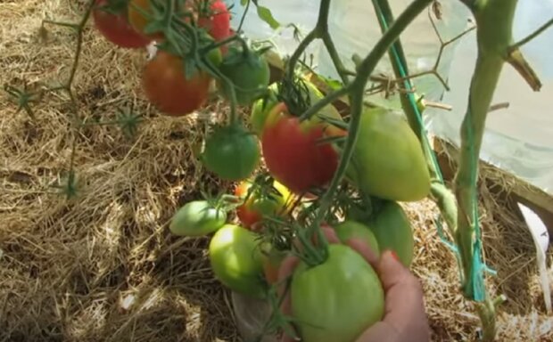 Выращивание томатов в теплице, фото: youtube.com